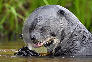 Giant Otter in the water eating a fish.