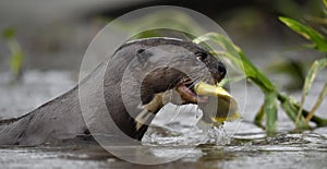 Giant Otter in the water eating a fish.