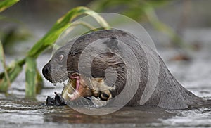 Giant Otter in the water eating a fish.  Giant River Otter, Pteronura brasiliensis. Natural habitat. Brazil
