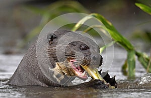 Giant Otter in the water eating a fish.  Giant River Otter, Pteronura brasiliensis. Natural habitat. Brazil