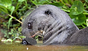 Giant Otter in the water eating a fish.  Giant River Otter, Pteronura brasiliensis. Natural habitat. Brazil