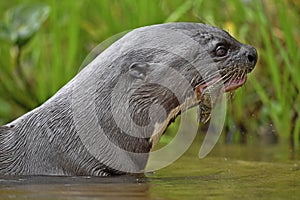 Giant Otter in the water eating a fish.  Giant River Otter, Pteronura brasiliensis. Natural habitat. Brazil