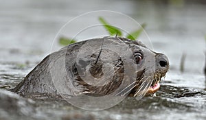 Giant Otter in the water eating a fish.  Giant River Otter, Pteronura brasiliensis. Natural habitat. Brazil