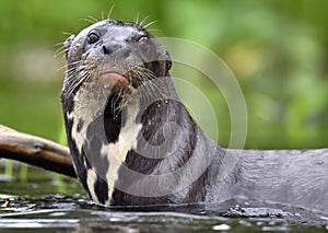 Giant otter in the water. Giant River Otter, Pteronura brasiliensis.