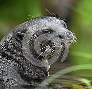 Giant otter in the water. Giant River Otter, Pteronura brasiliensis.