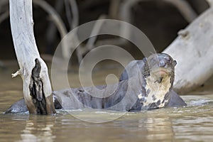Giant otter in water, looking at camera