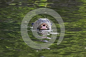 Giant Otter in water, Pantanal Wetlands, Mato Grosso, Brazil