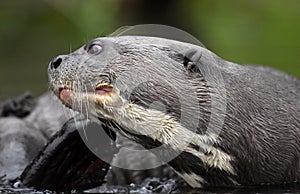Giant otter in the water scratching. Giant River Otter, Pteronura brasiliensis.