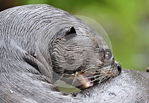 Giant otter in the water scratching the skin relieves itching.