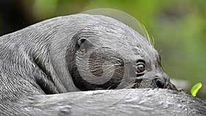 Giant otter in the water scratching the skin relieves itching. Giant River Otter, Pteronura brasiliensis. Natural habitat. Brazil