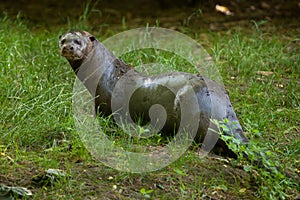 Giant otter (Pteronura brasiliensis).