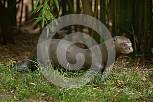 Giant otter (Pteronura brasiliensis).