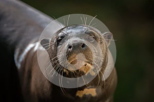 Giant otter (Pteronura brasiliensis). photo