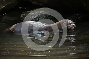 Giant otter (Pteronura brasiliensis). photo