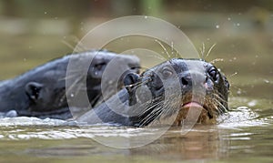 Giant otters swimming in the water. Giant River Otter, Pteronura brasiliensis.