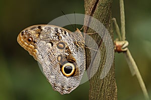 Giant owl butterfly