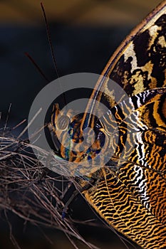 The Giant Owl butterfly