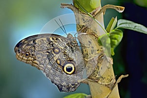 Giant Owl Butterfly