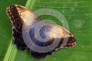 Giant owl butterfly  - Caligo memnon