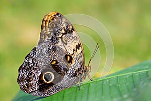 Giant owl butterfly  - Caligo memnon
