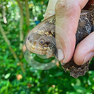 Giant owl butterfly looks differently with its wing pattern in Costa Rica