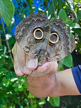 Giant owl butterfly looks differently with its wing pattern in Costa Rica