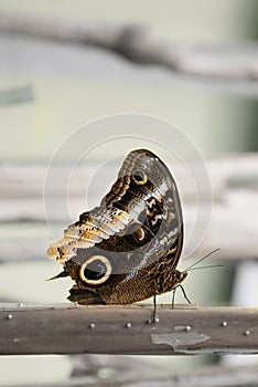 Giant-owl, Gold-edged Owl-Butterfly, Golden Caligo Caligo uranus