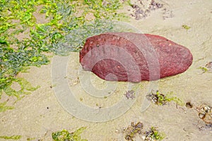 Giant Pacific or gumboot chiton photo