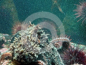 Giant Pacific Octopus