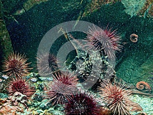 Giant Pacific Octopus