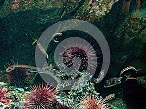 Giant Pacific Octopus