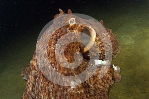 Giant Pacific Octopus 2