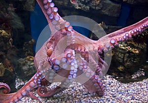 Giant pacific octopus 2