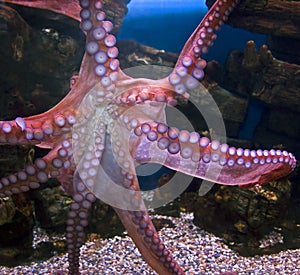 Giant pacific octopus 3