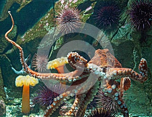 Giant Pacific octopus photo