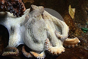 Giant pacific octopus