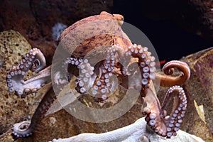 Giant pacific octopus