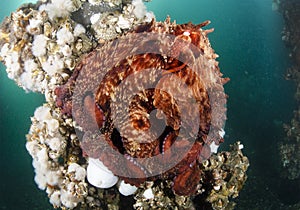 Giant Pacific Octopus