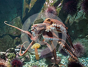 Giant Pacific octopus (Enteroctopus dofleini)