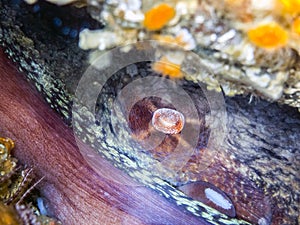 Giant Pacific Octopus Enteroctopus dofleini