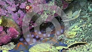 Giant Pacific Octopus Enteroctopus Dofleini Tending Eggs Hd