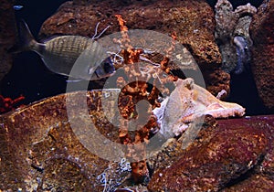 Giant pacific octopus lurking a fish