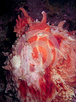 Giant Pacific octopus staring at camera