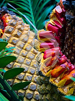 Giant Palm fruit
