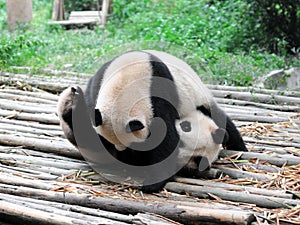 Giant Panda