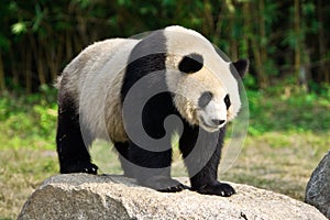 GIANT PANDA photo