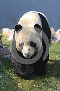 Giant Panda