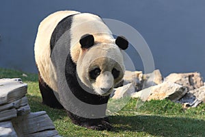 Giant panda