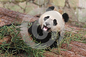 Giant panda