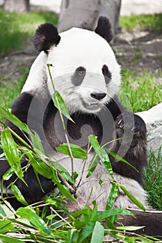 Giant panda